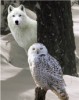101706wolf_20and_20owl.jpg
